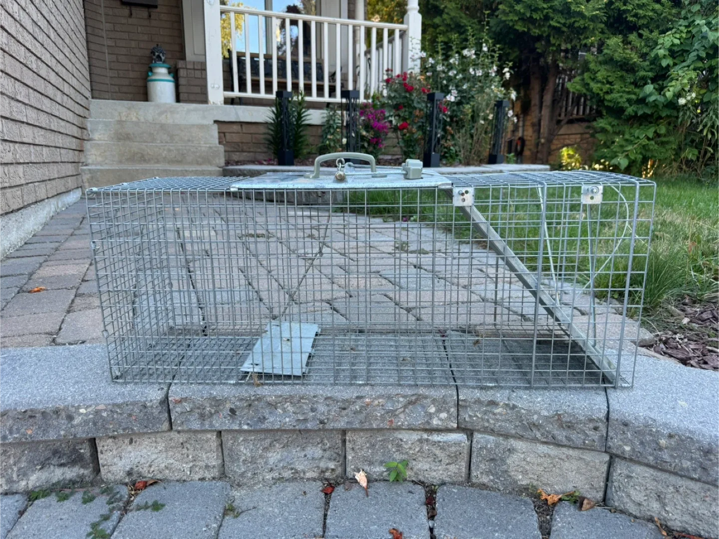 Live Animal Trap - Racoons/Skunks thumbnail