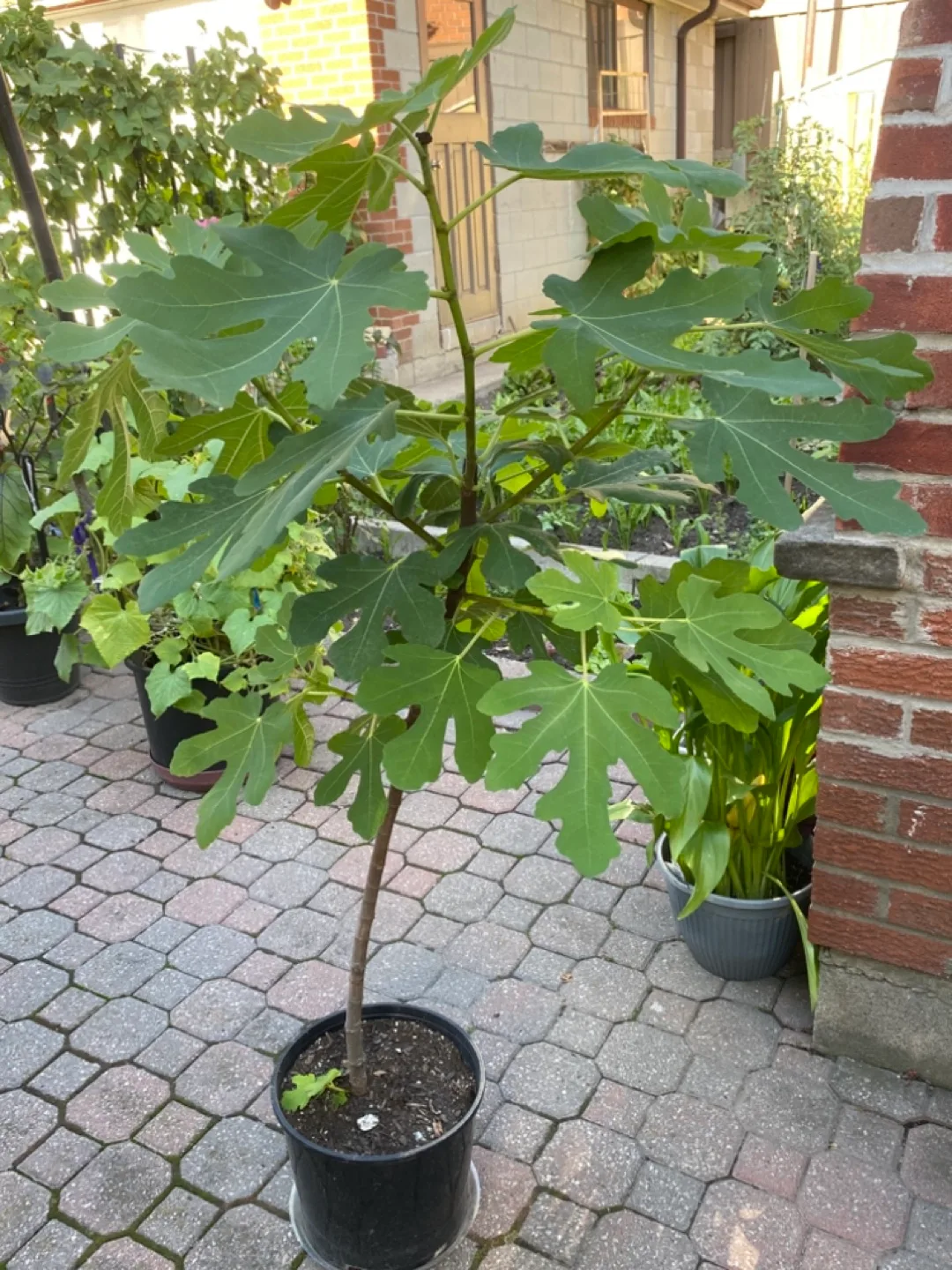 Fig Tree thumbnail