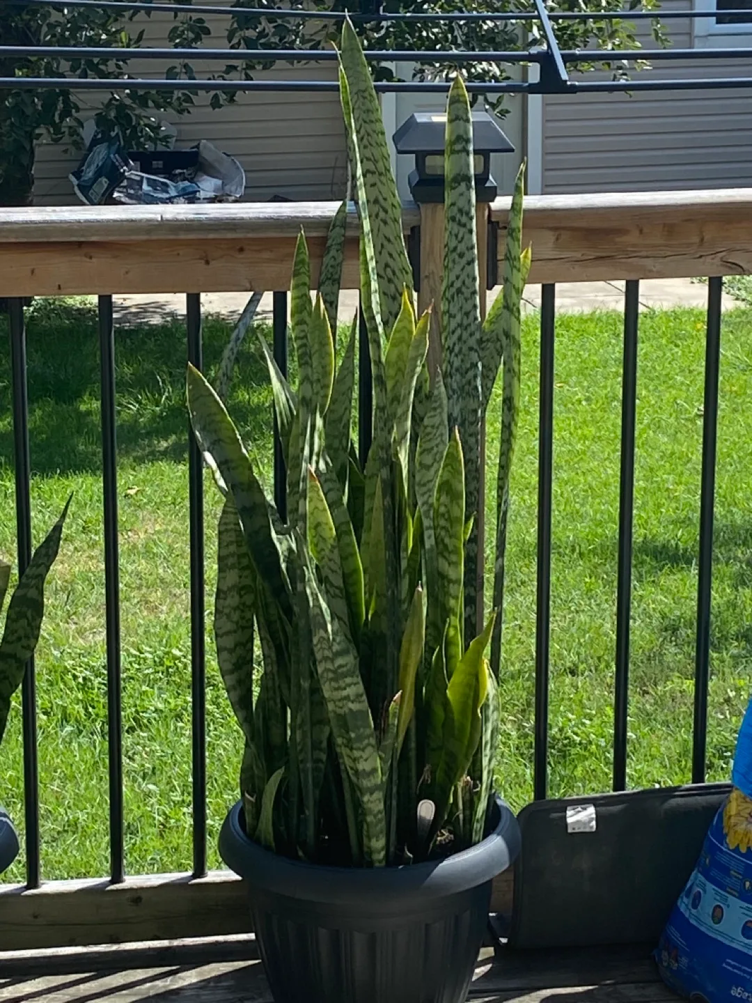 Snake Plant. Very Large thumbnail