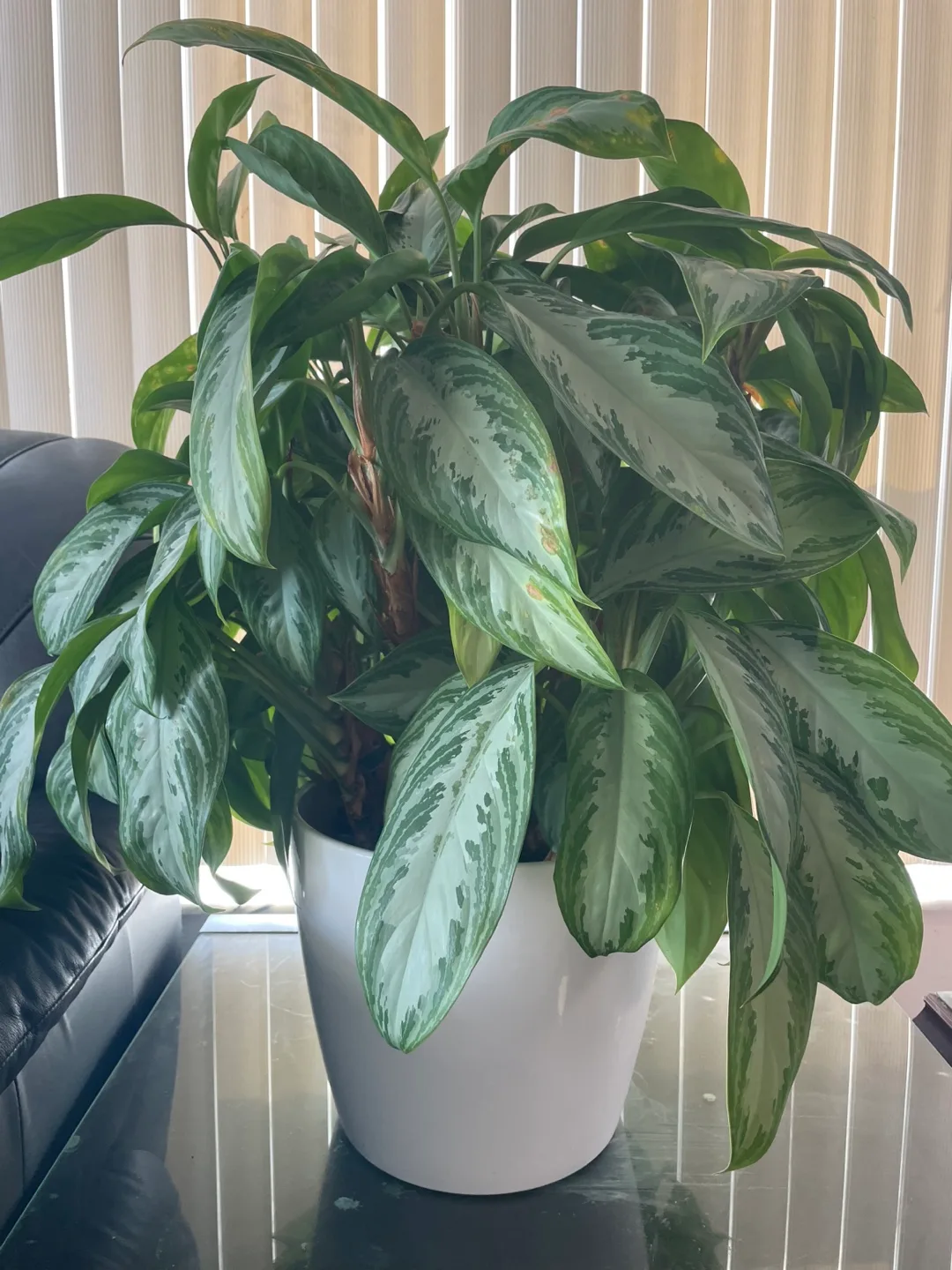 Potted Evergreen Plant thumbnail