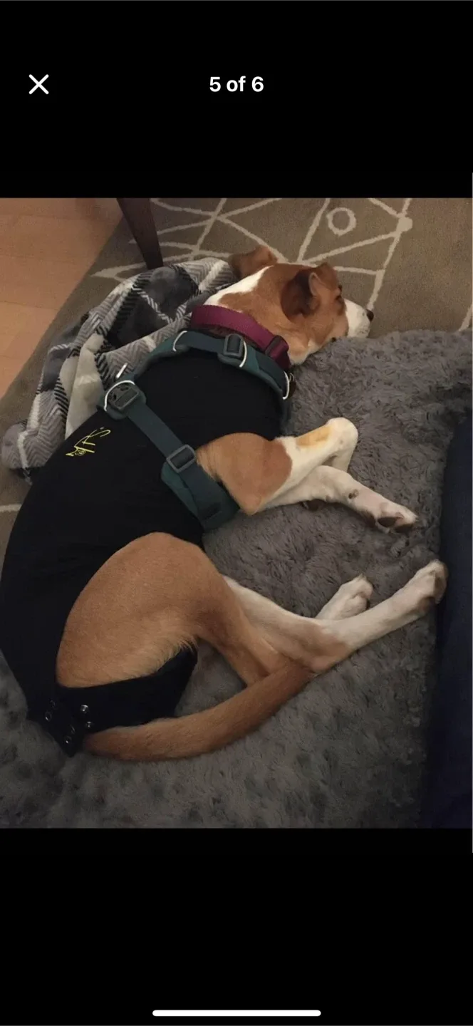 MPS Medical Pet Shirt S+ Dog image indicator(5)