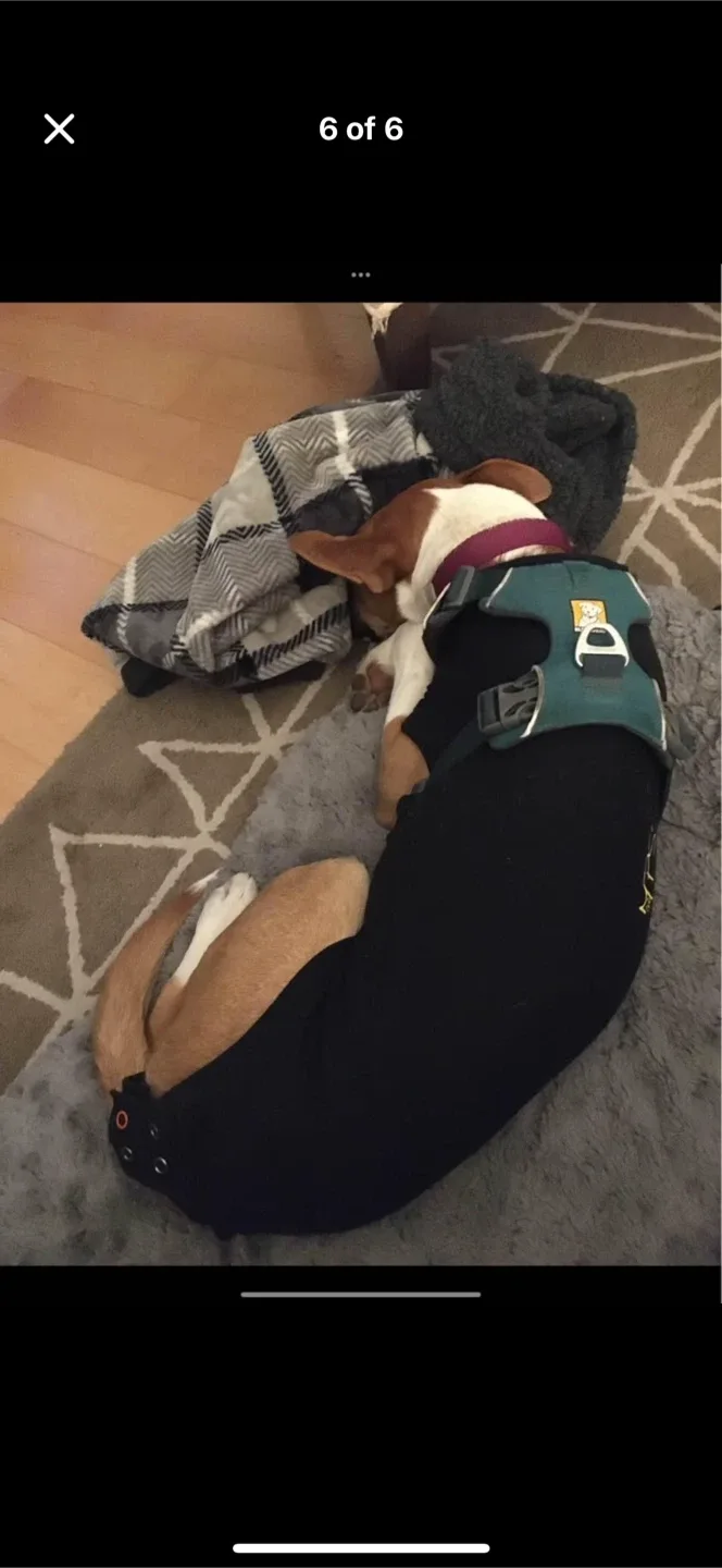 MPS Medical Pet Shirt S+ Dog image indicator(6)