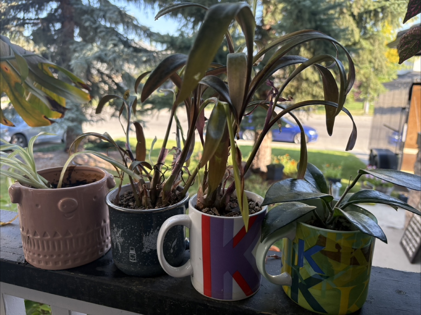 Potted Plants
