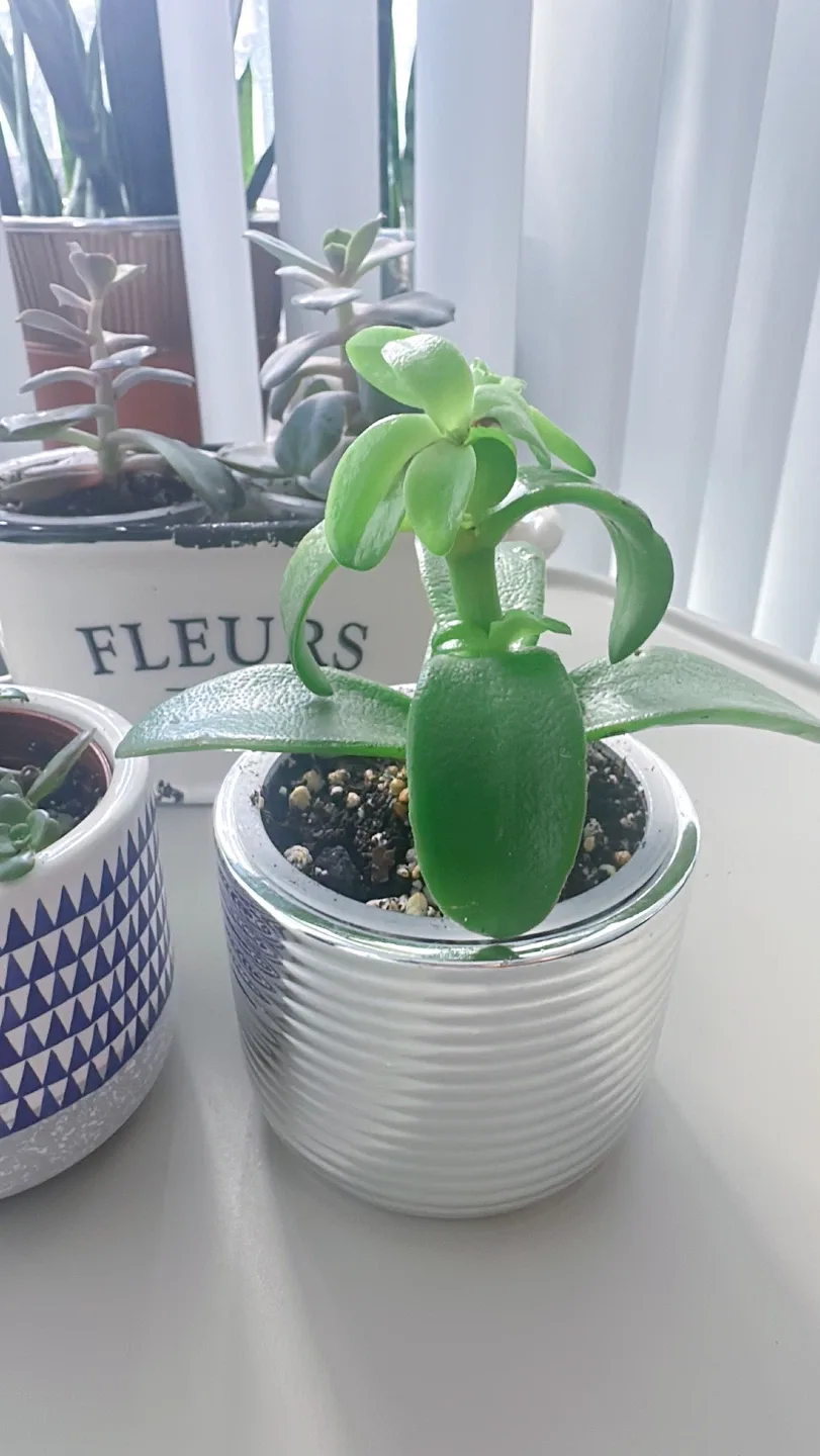 Lot of 4 Potted Succulent Plants image indicator(5)