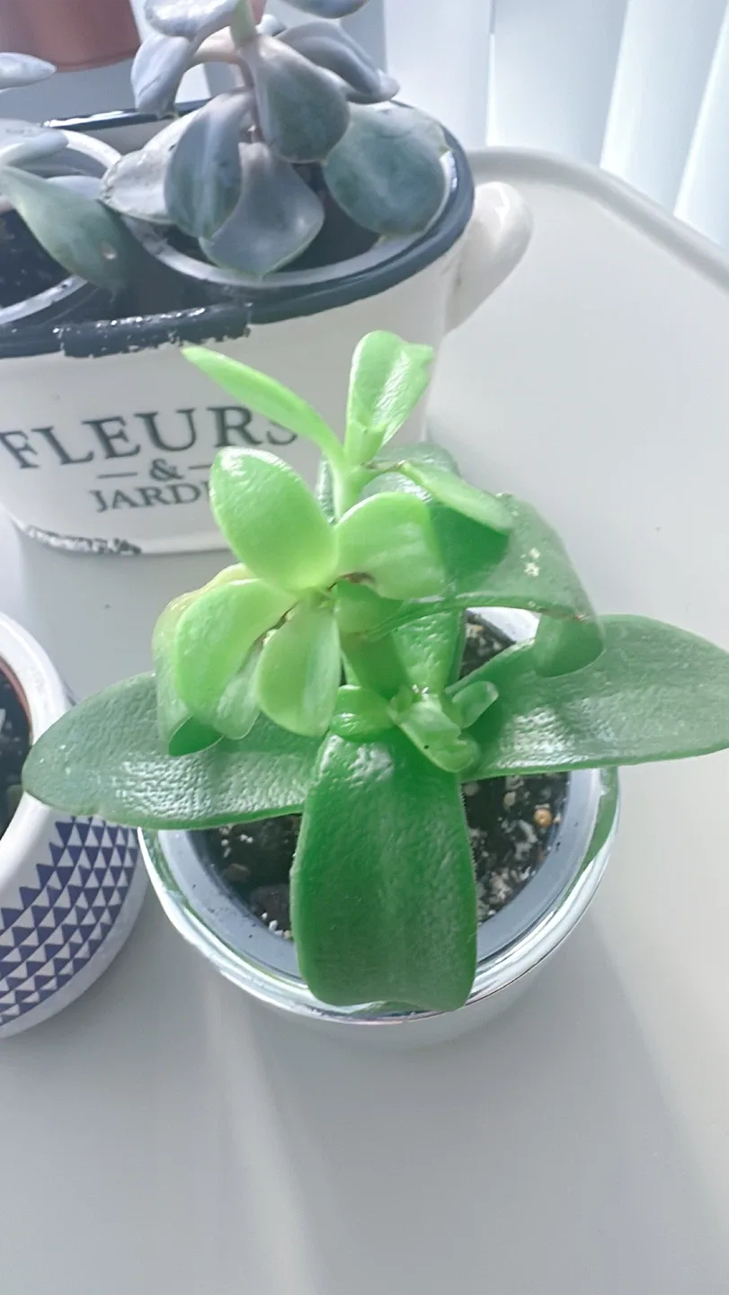 Lot of 4 Potted Succulent Plants image indicator(4)