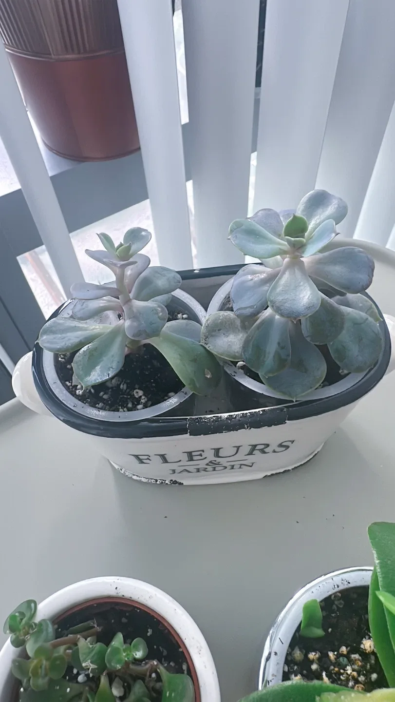 Lot of 4 Potted Succulent Plants image indicator(6)