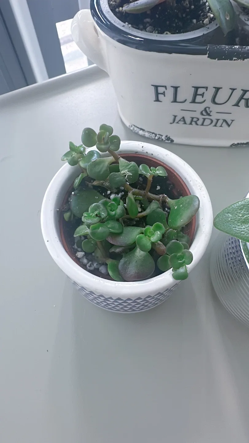 Lot of 4 Potted Succulent Plants image indicator(2)