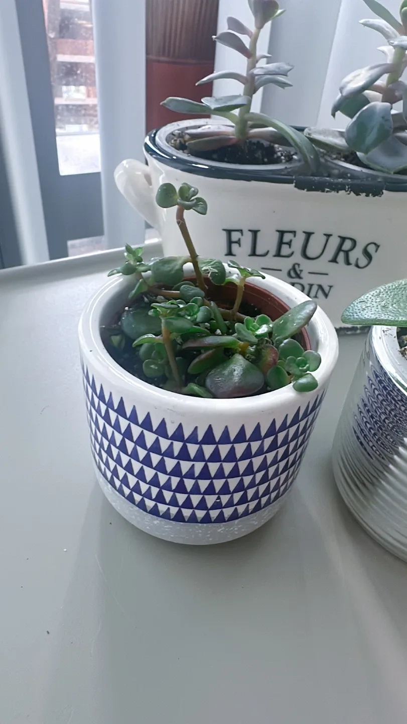 Lot of 4 Potted Succulent Plants image indicator(3)