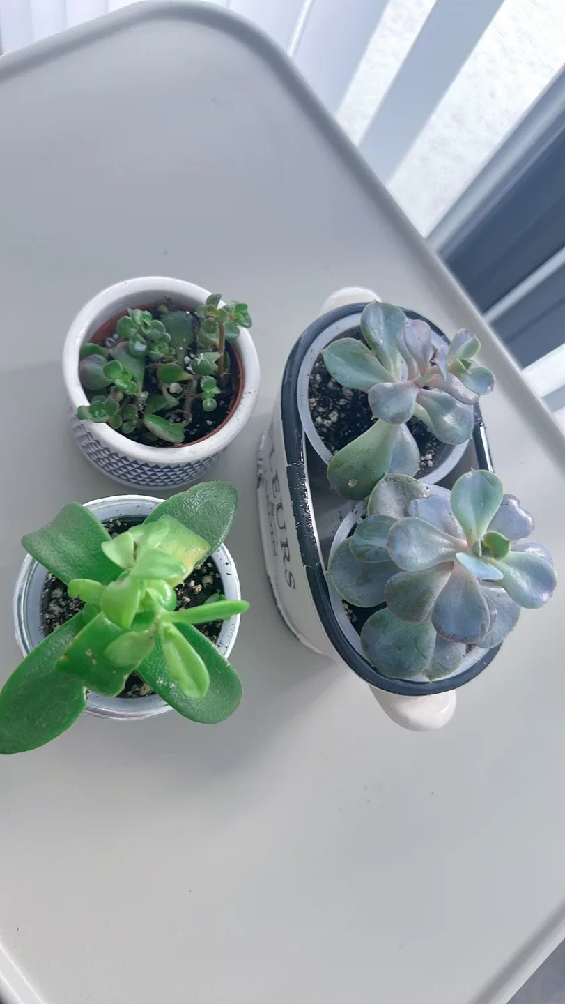 Lot of 4 Potted Succulent Plants image indicator(7)