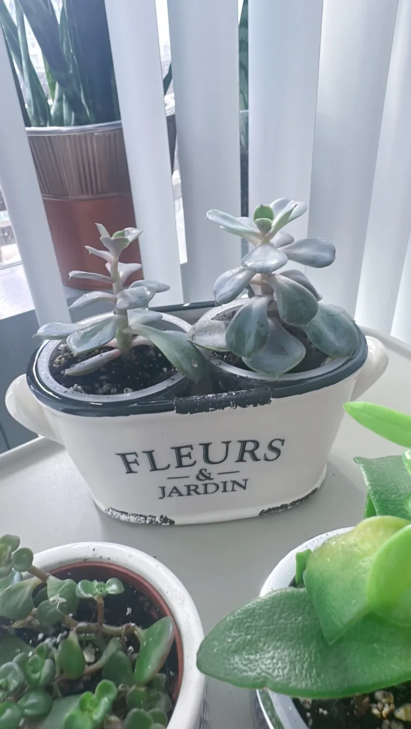 Lot of 4 Potted Succulent Plants image indicator(8)