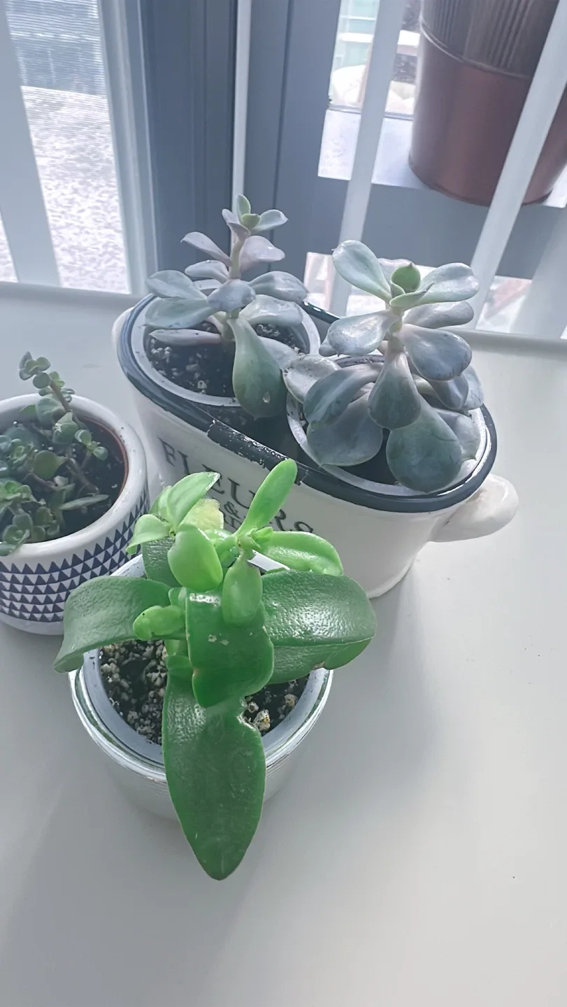 Lot of 4 Potted Succulent Plants image indicator(9)