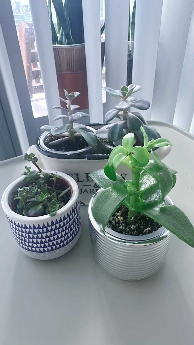 Lot of 4 Potted Succulent Plants image indicator(10)