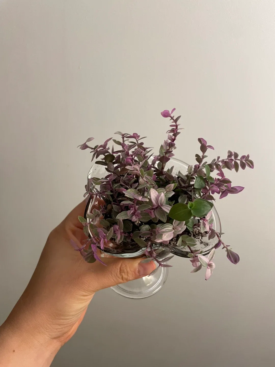 Plant in Glass Vase thumbnail