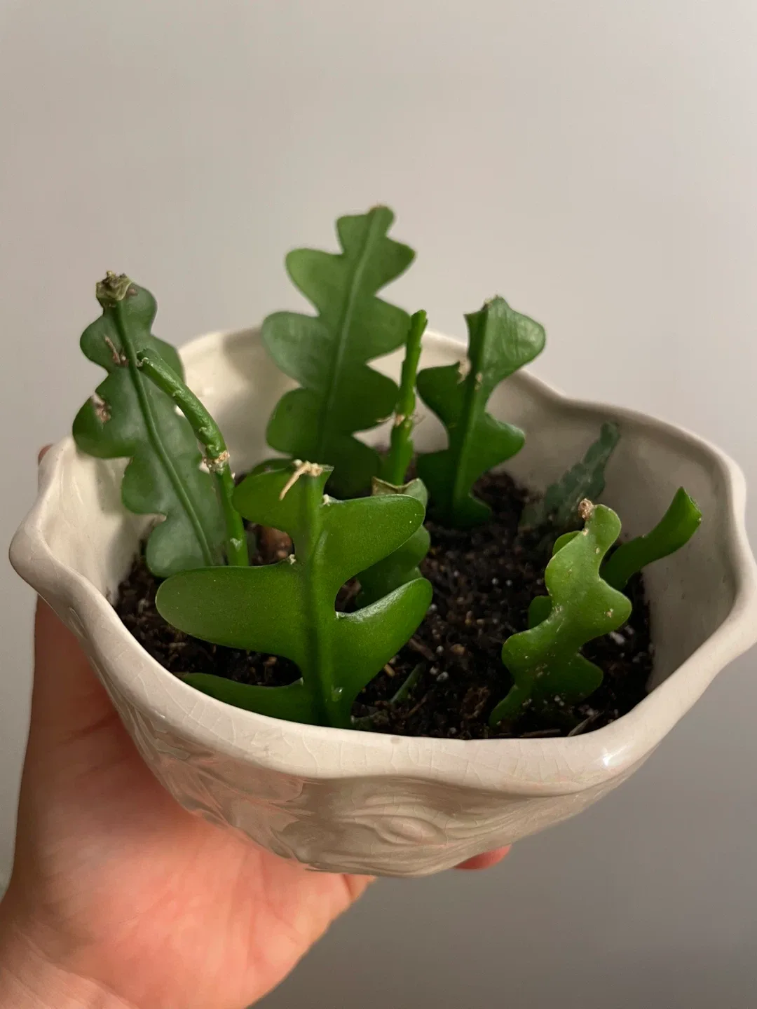 Epiphyllum Anguliger (Fishbone Cactus) thumbnail