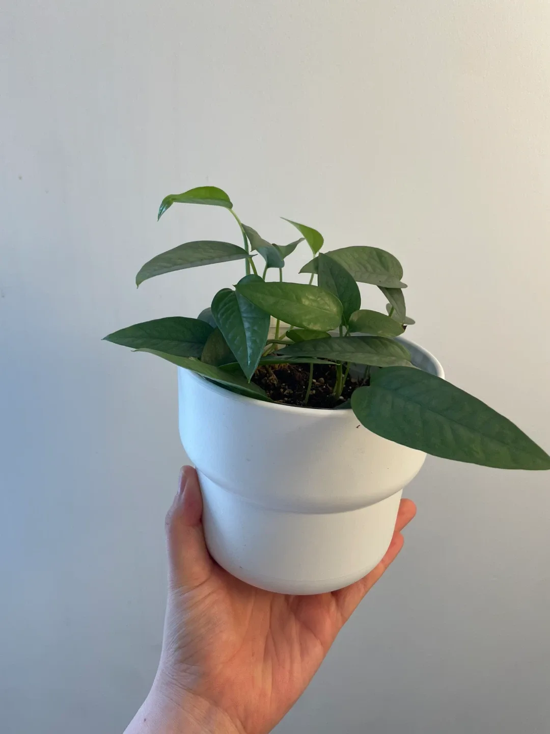 Potted Cebu Blue Pothos Plant thumbnail