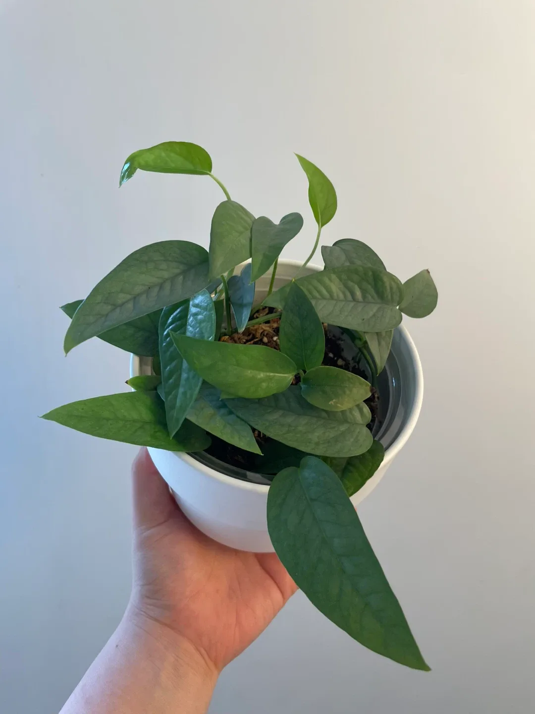 Potted Cebu Blue Pothos Plant image indicator(2)