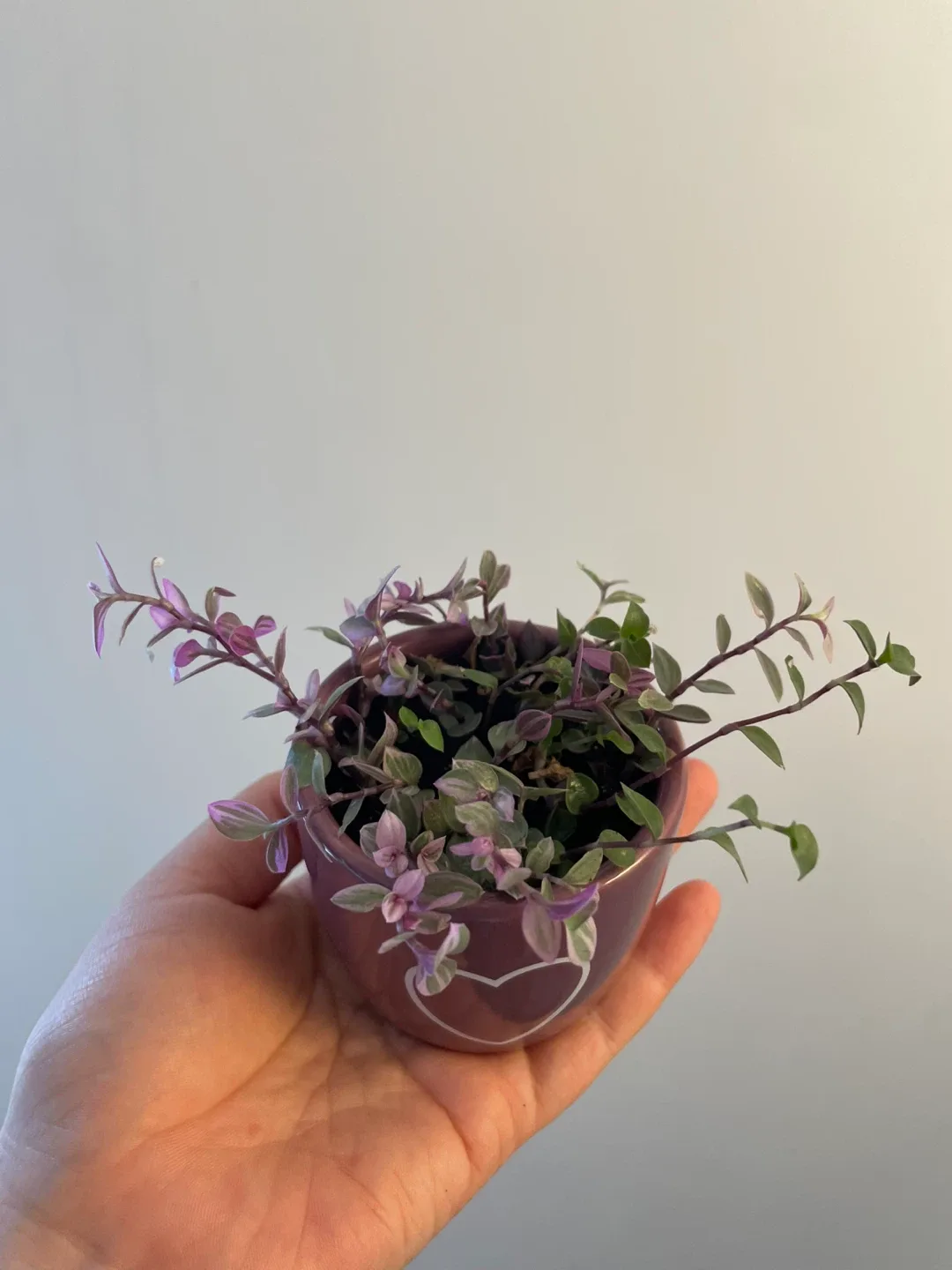 Tradescantia Plant in Purple Pot image indicator(2)