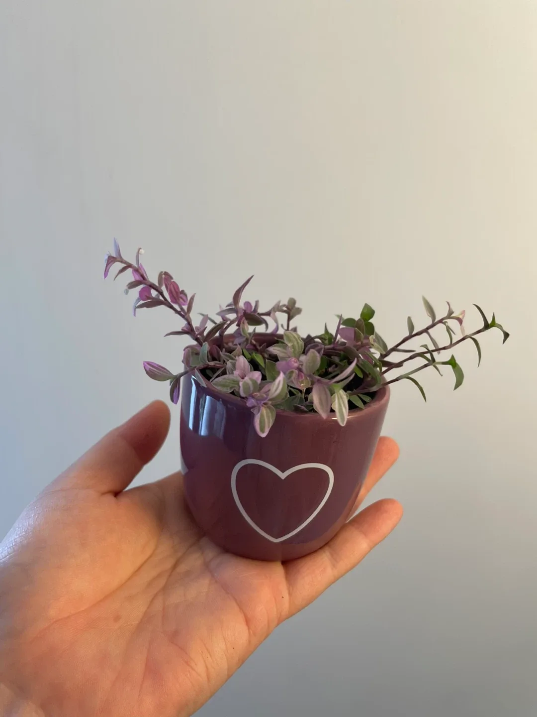 Tradescantia Plant in Purple Pot image indicator(3)