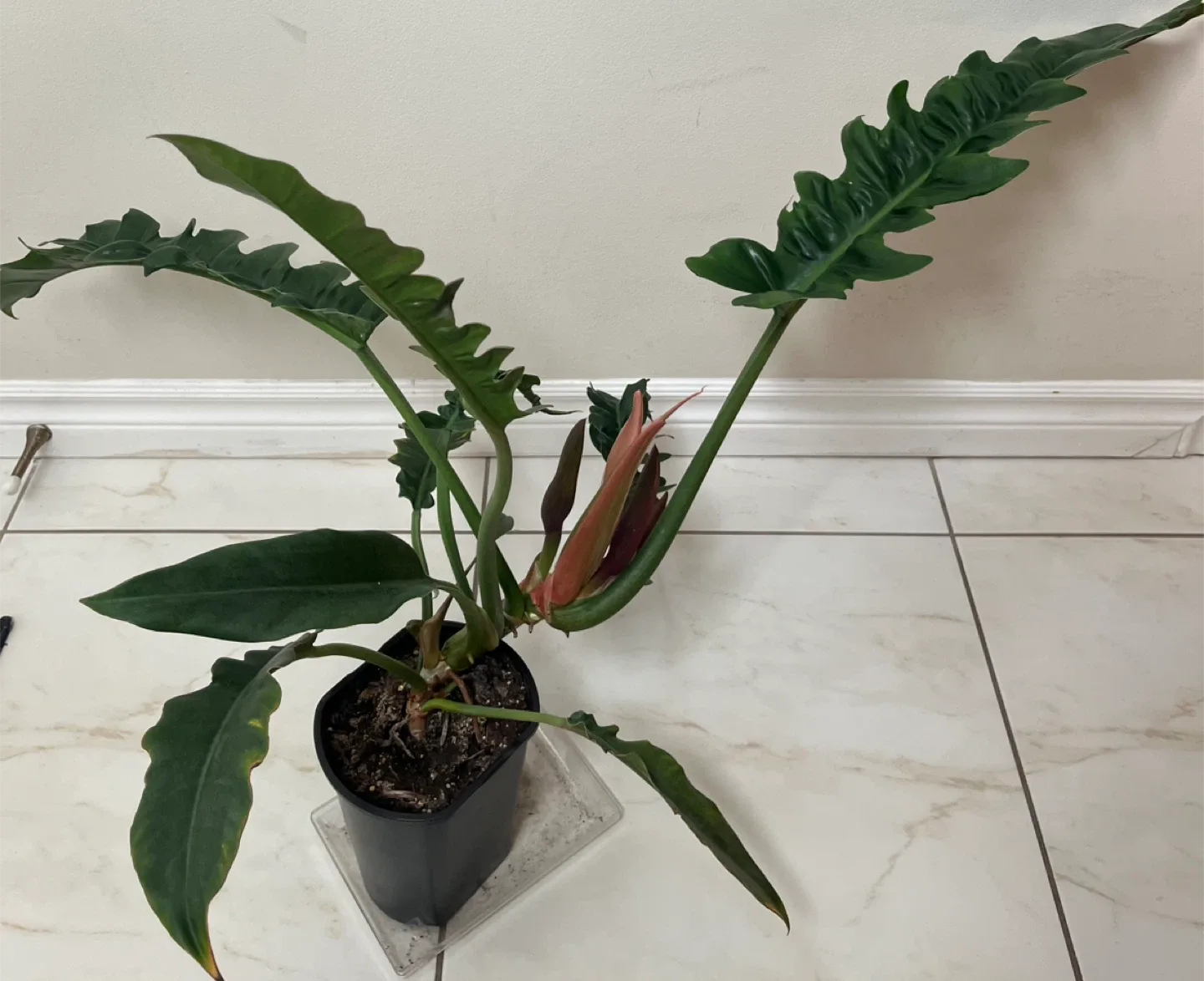 Large healthy Philodendron Narrows in 6”pot thumbnail