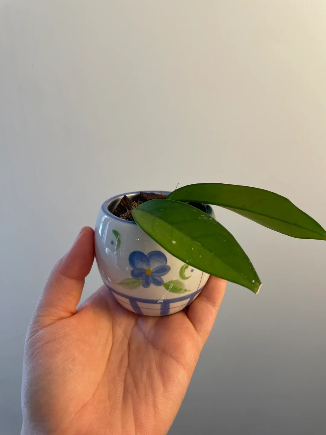 Potted Hoya Plant thumbnail