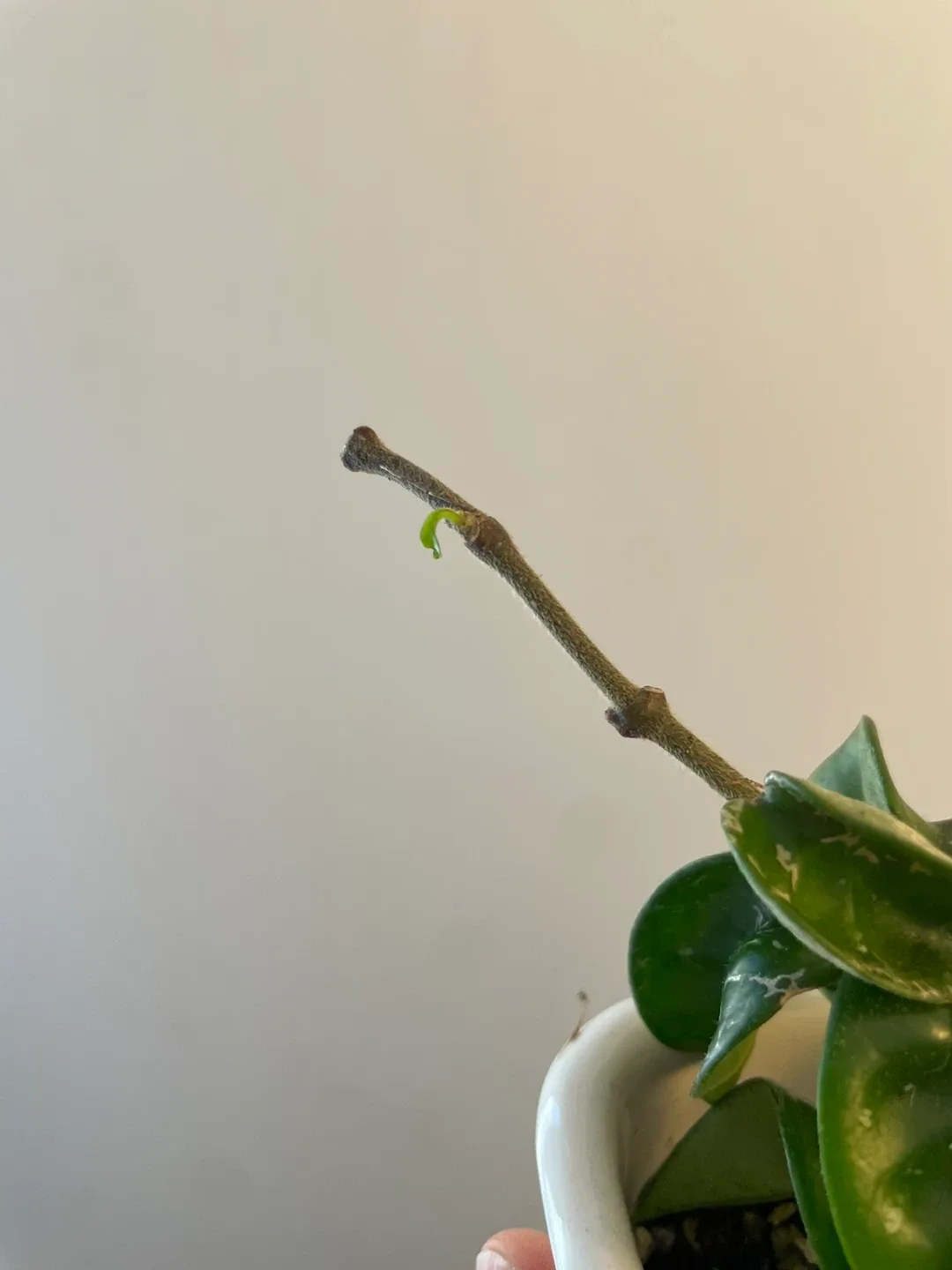 Hoya Carnosa Compacta Plant image indicator(3)