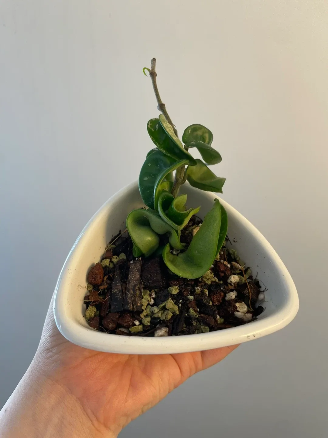 Hoya Carnosa Compacta Plant thumbnail