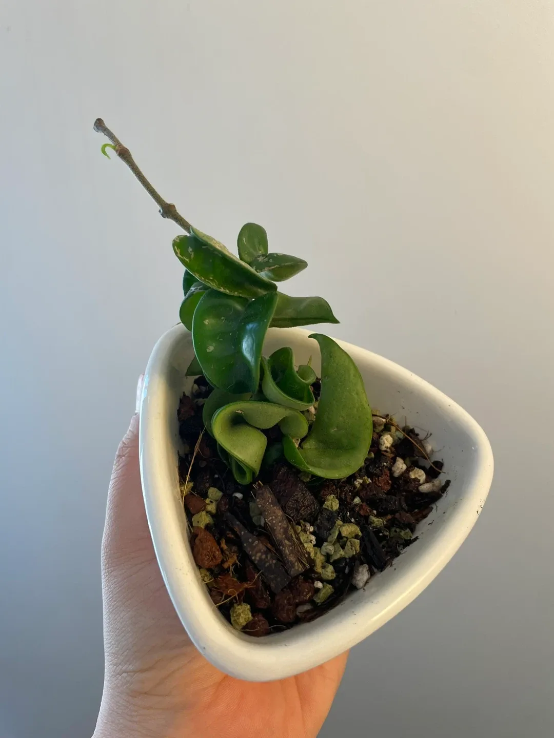 Hoya Carnosa Compacta Plant image indicator(2)