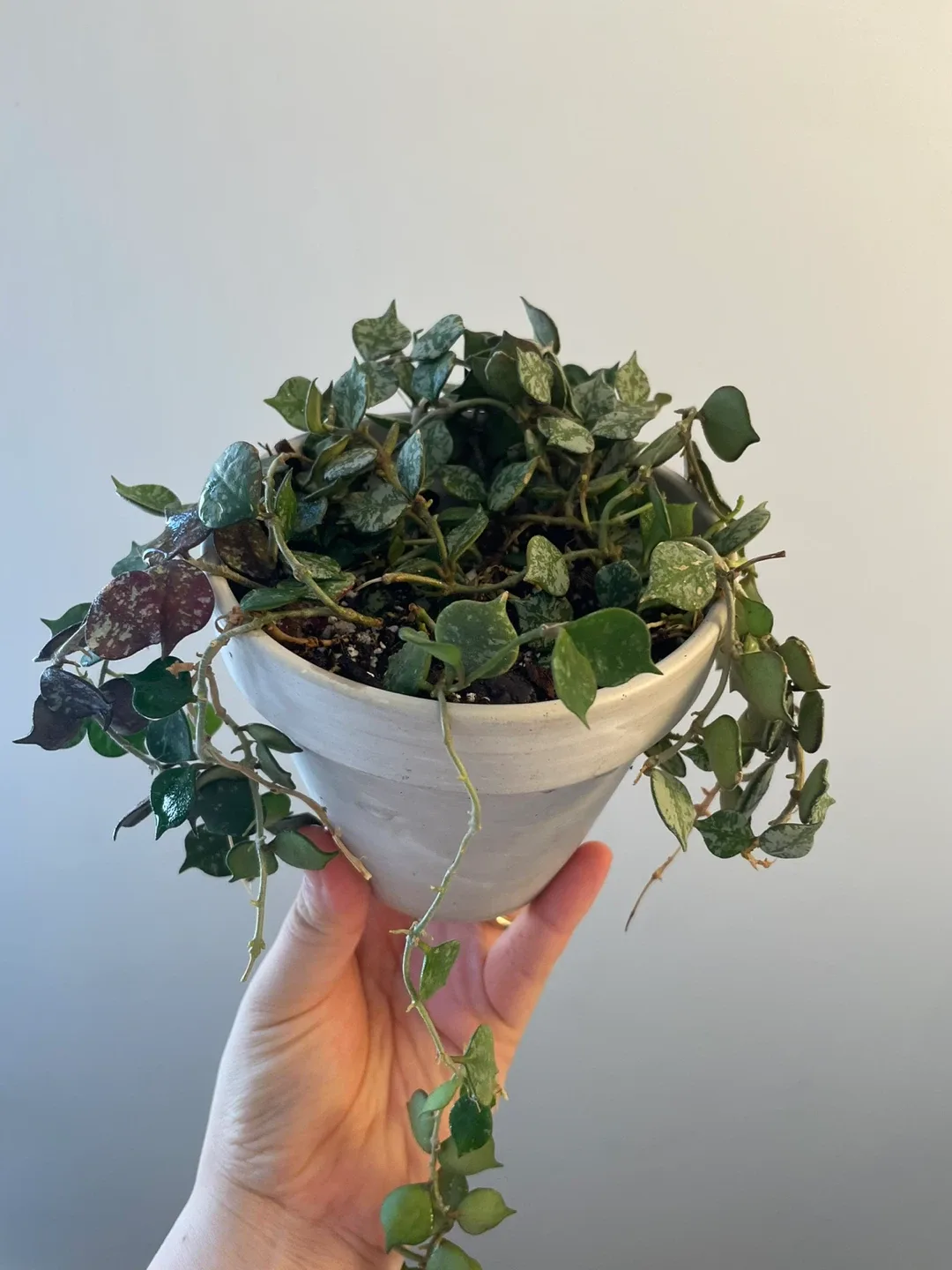 Potted Hoya Plant image indicator(2)