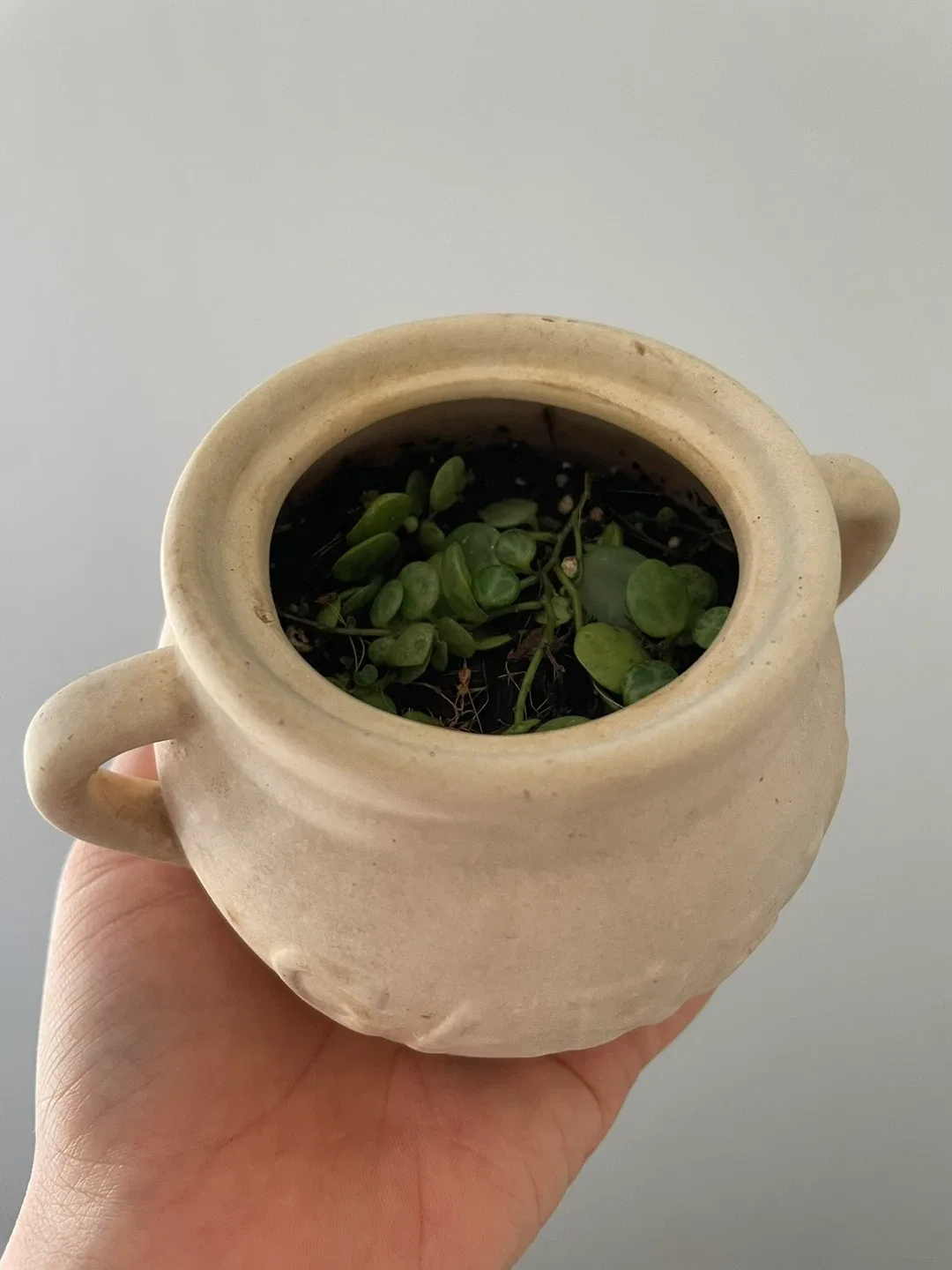 String of Turtles Plant in Cute Pot image indicator(4)