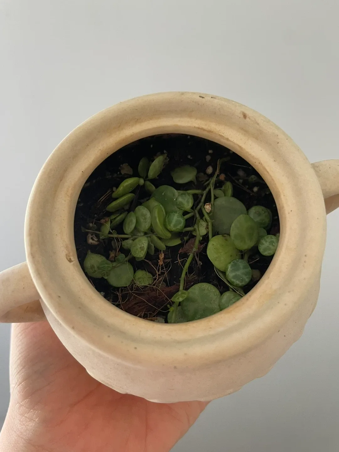 String of Turtles Plant in Cute Pot image indicator(3)