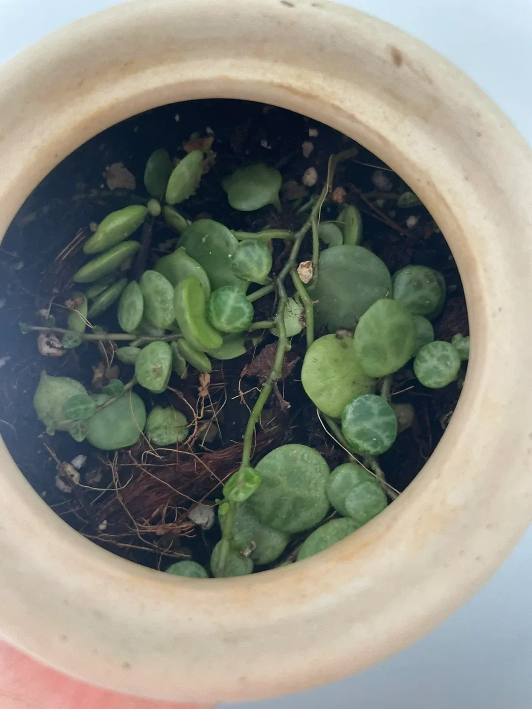 String of Turtles Plant in Cute Pot image indicator(2)