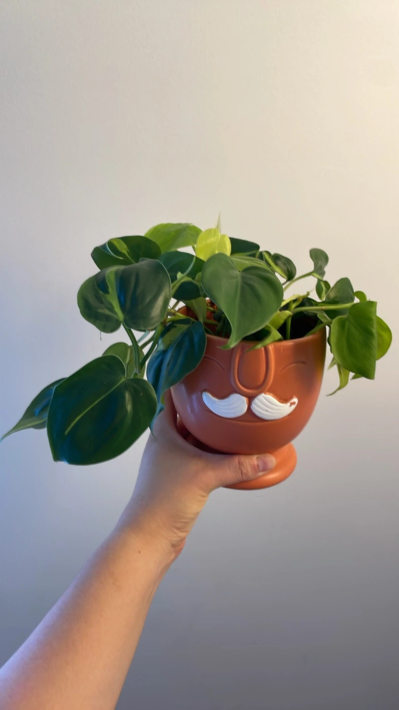 Cute planter with heartleaf philodendron