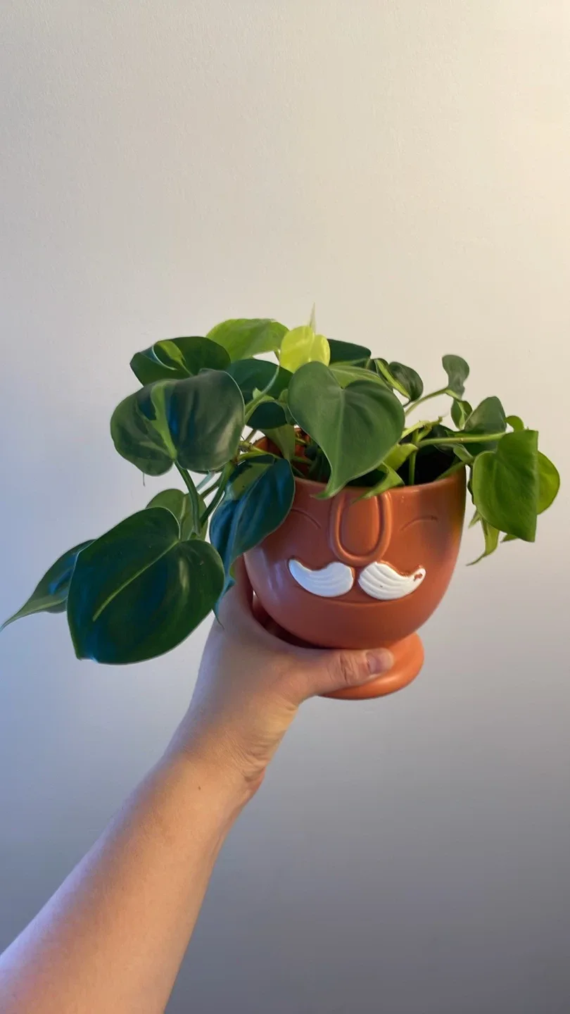 Cute planter with heartleaf philodendron thumbnail