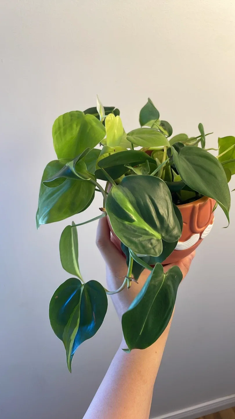 Cute planter with heartleaf philodendron image indicator(2)