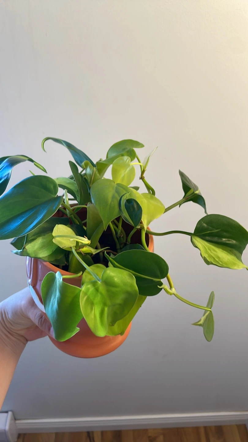 Cute planter with heartleaf philodendron - photo 3