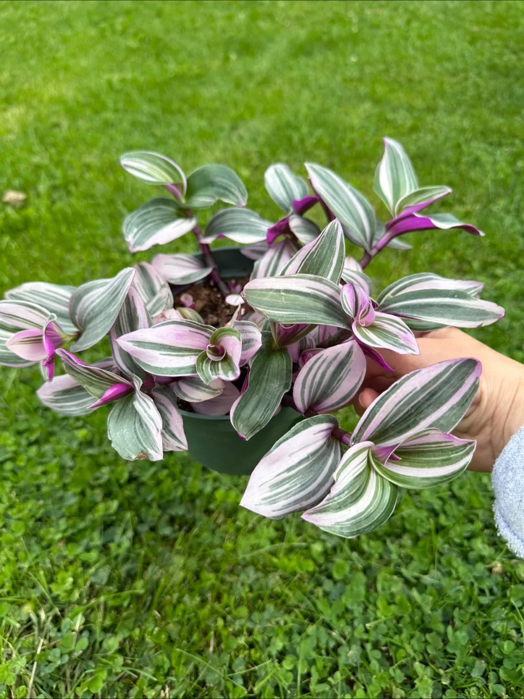 Tradescantia Plant image indicator(2)