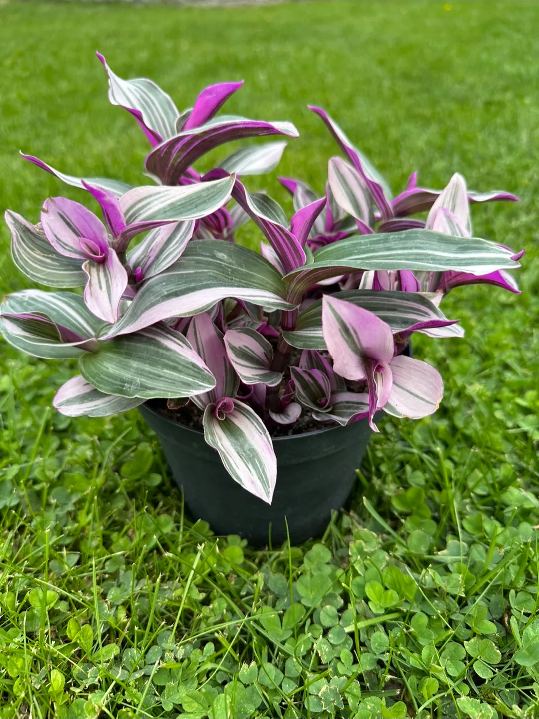 Tradescantia Plant