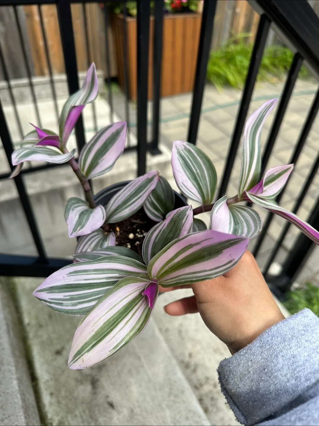 Tradescantia Nanouk Plant