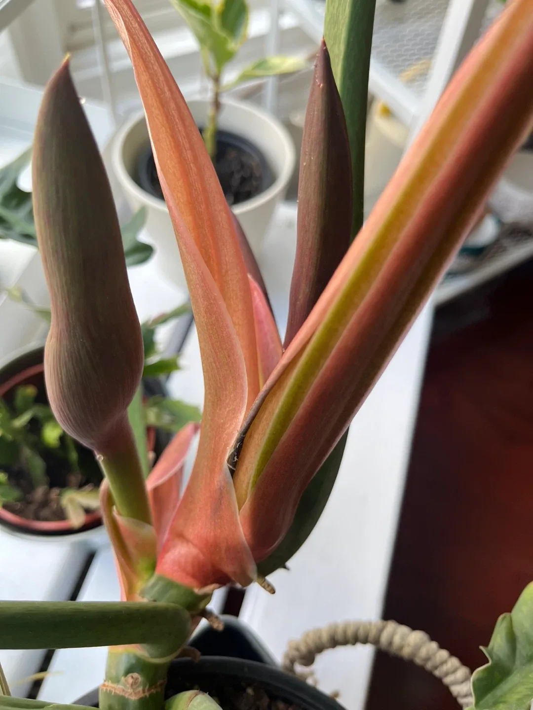 Philodendron Narrows in 6” pot image indicator(2)