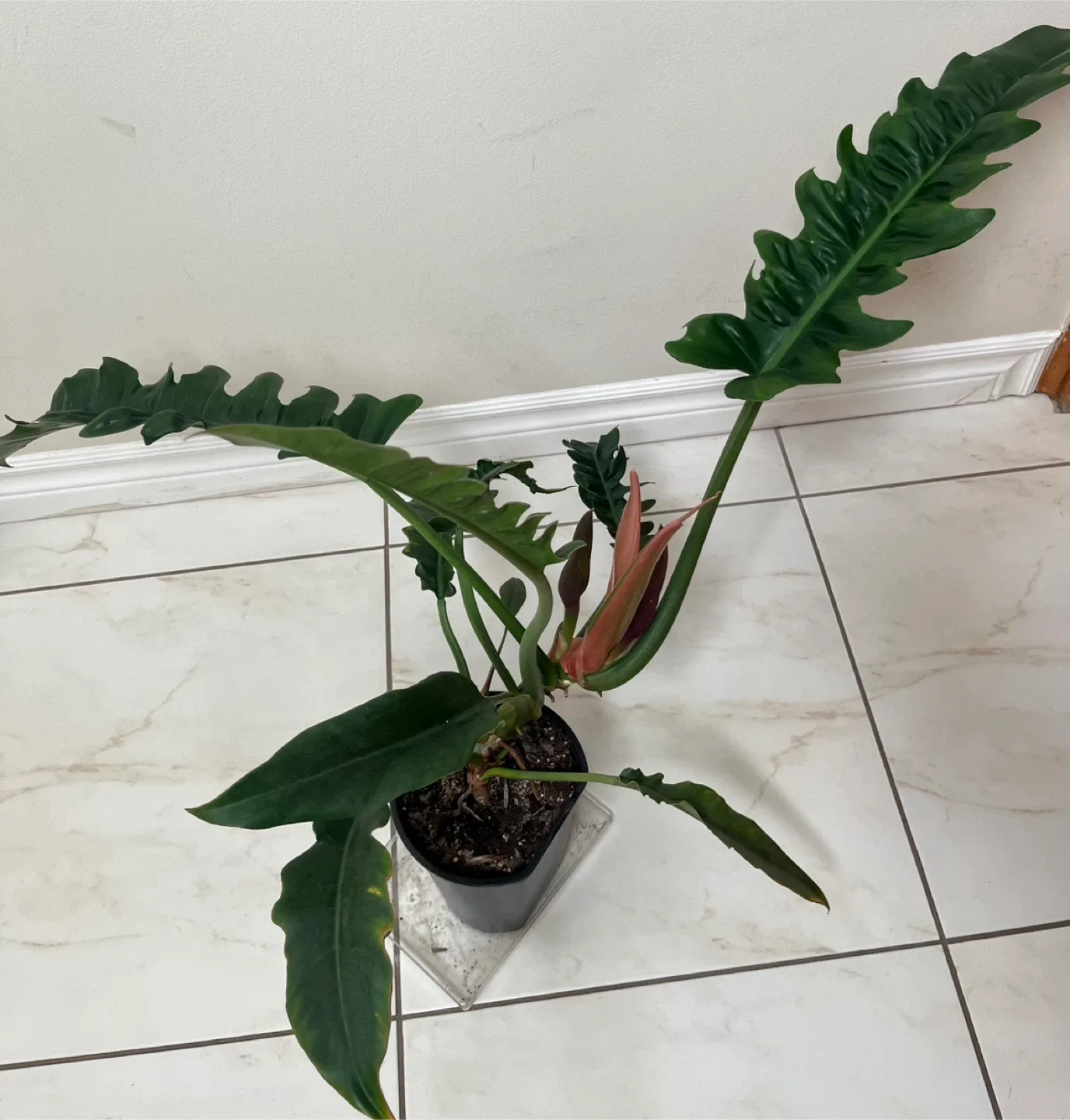 Healthy Philodendron Narrows thumbnail
