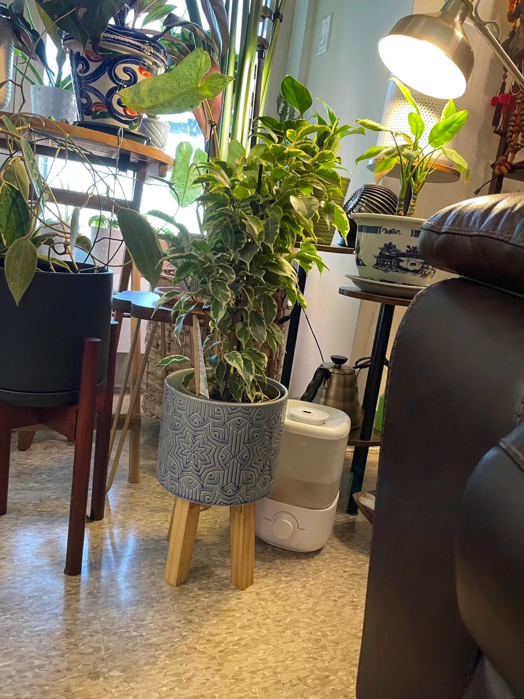 Ficus Benjamina Plant in Stand 31” thumbnail