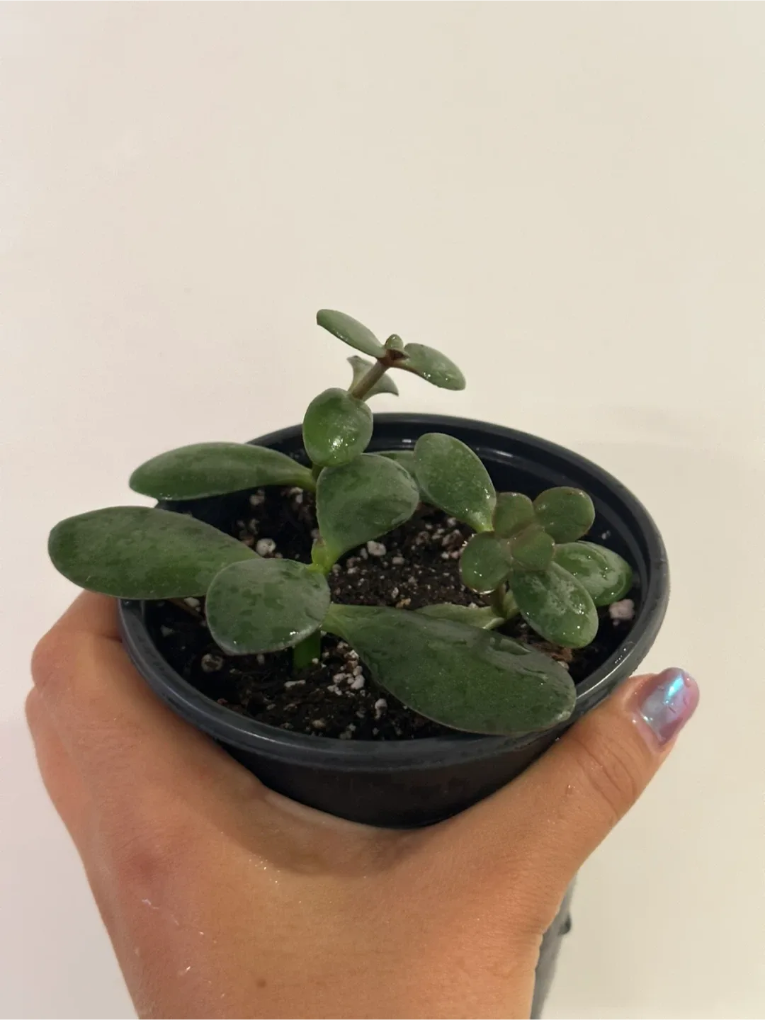 Jade Plant thumbnail