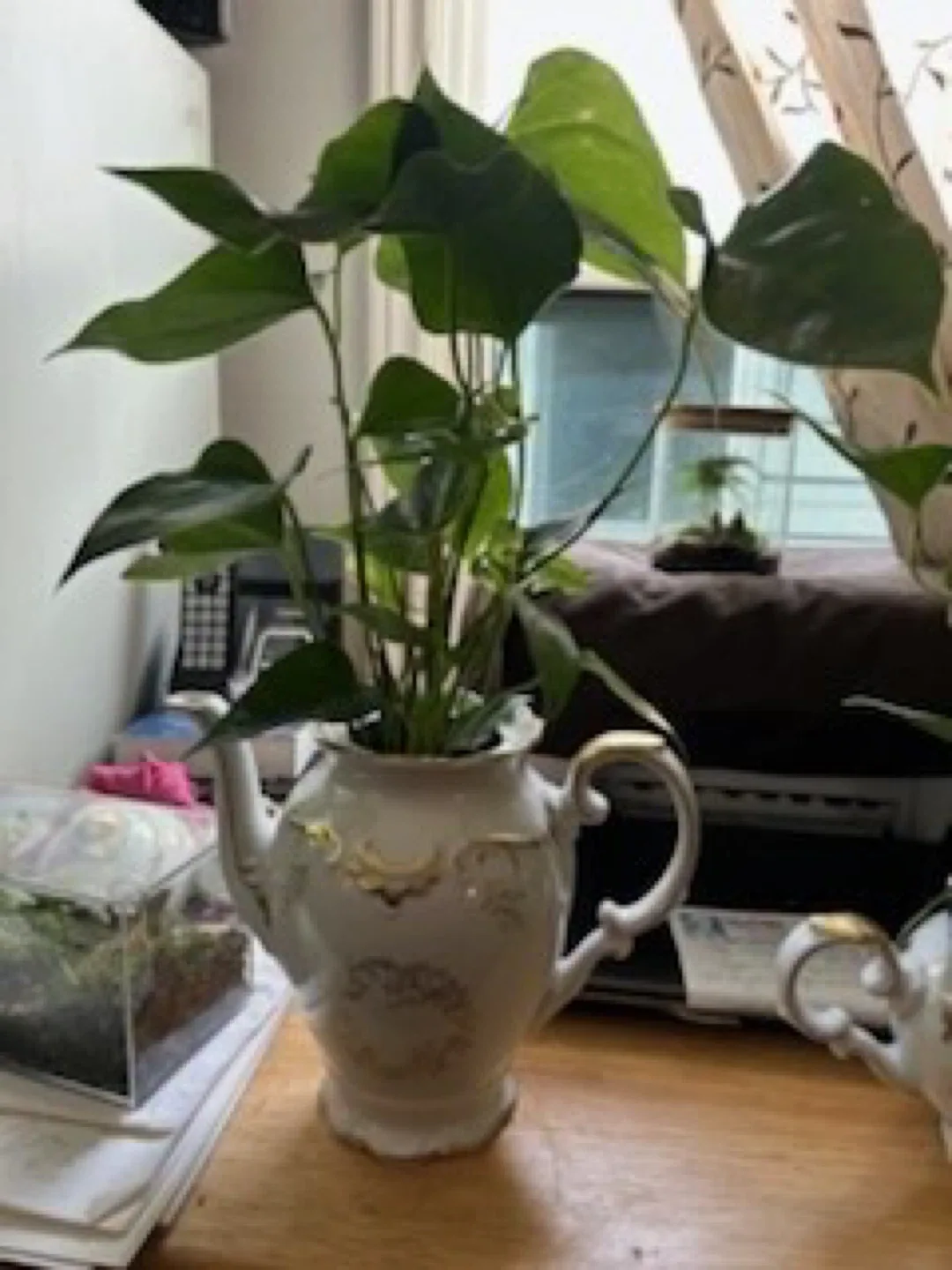 Teapot Planters thumbnail