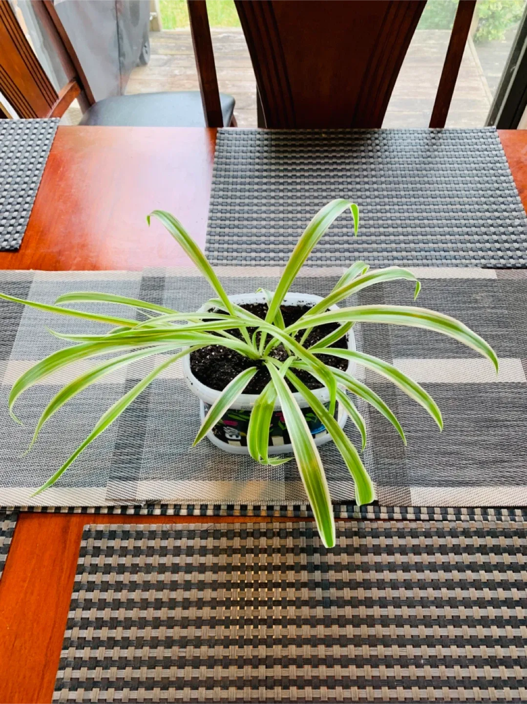 Spider Plant LARGE (non-toxic) image indicator(2)