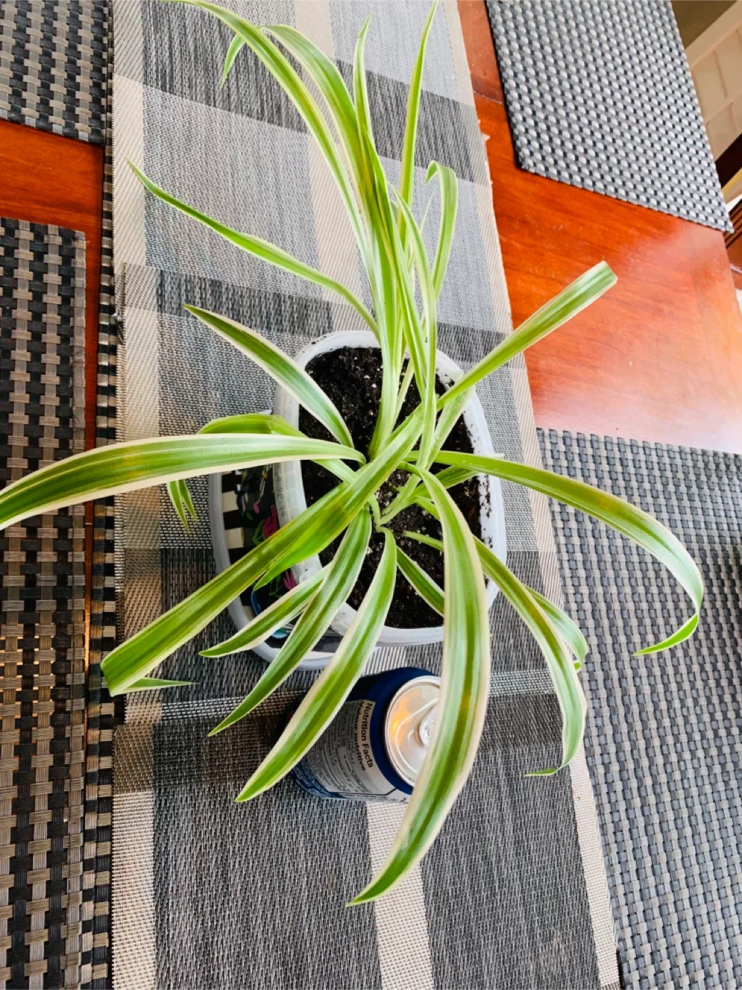Spider Plant LARGE (non-toxic) image indicator(4)