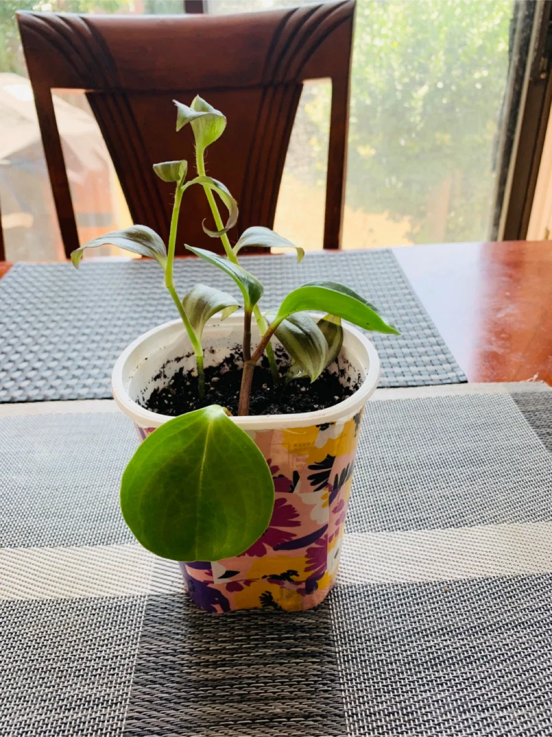 2-in-1 Plant:Tradescantia and Rubber Plant thumbnail
