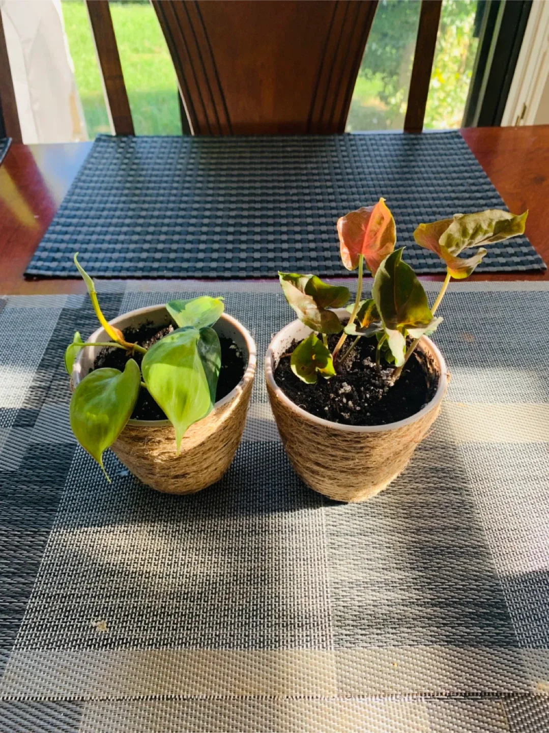 PLANT SET: Syngonium (Arrowhead) and Philodendron Brasil thumbnail