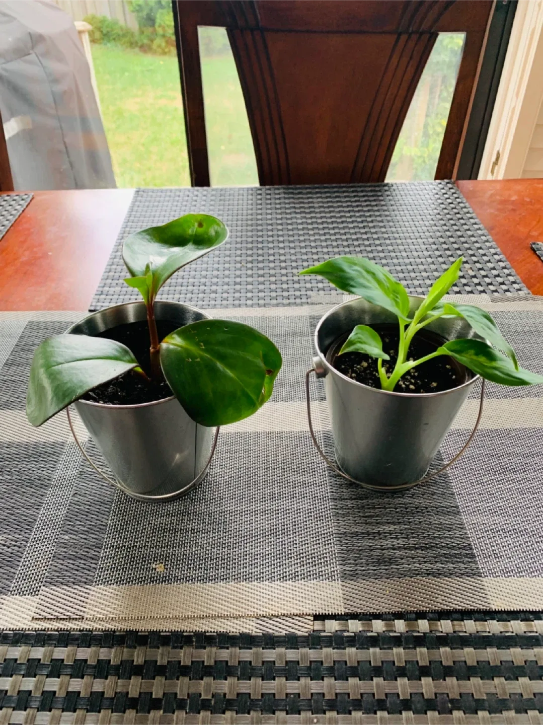 PLANT SET: Rubber Plant and Dumb Cane Plant thumbnail