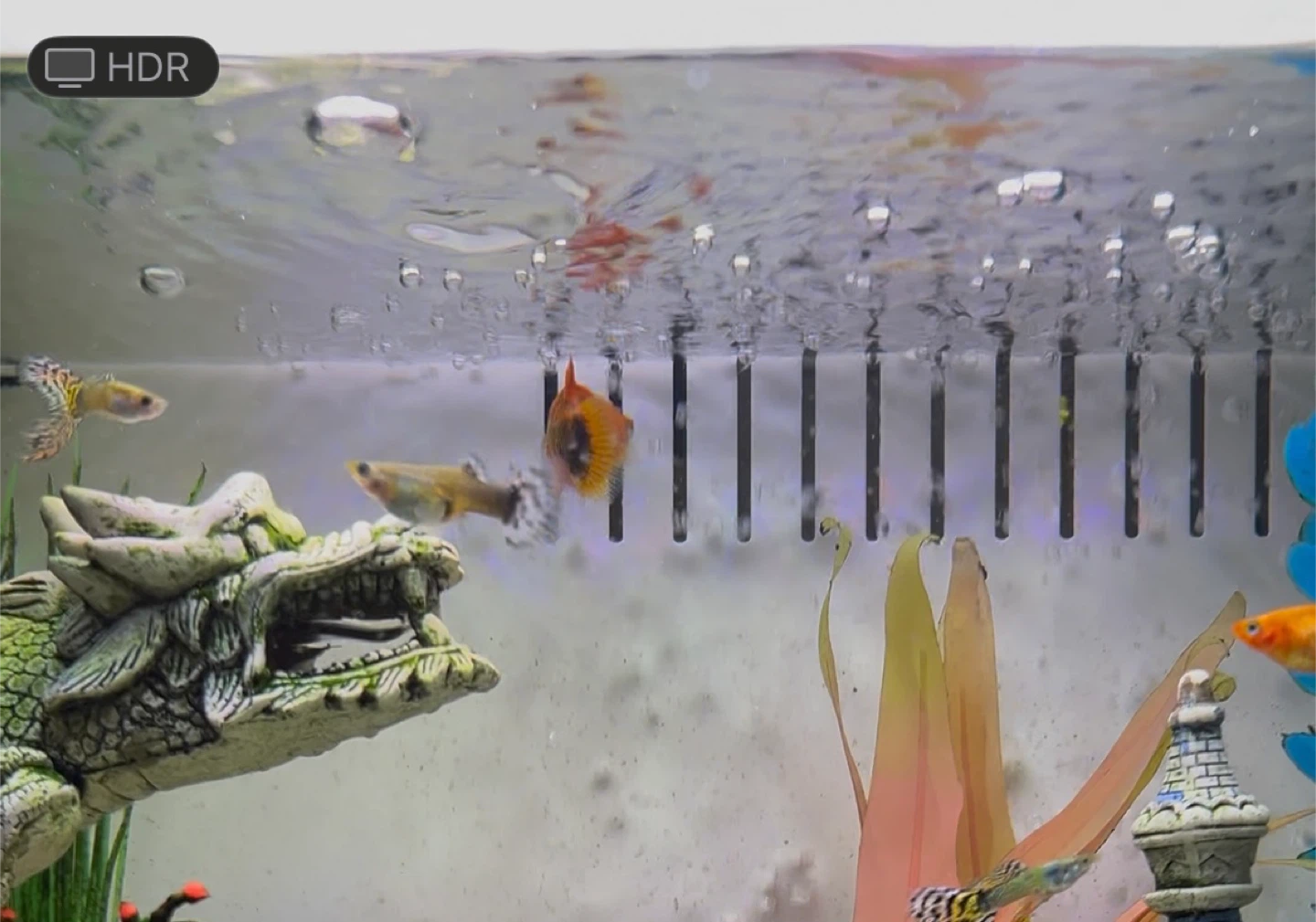 10 Guppies and 3 mollys - photo 2