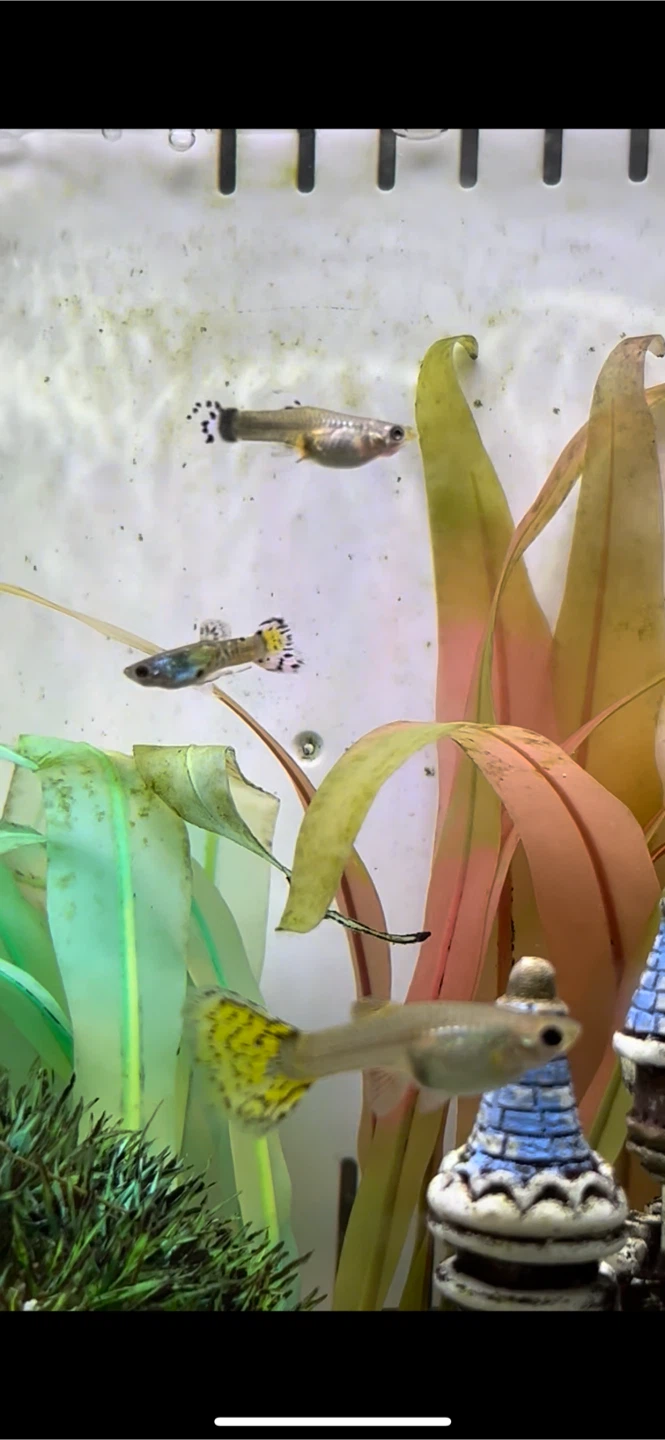 10 Guppies and 3 mollys